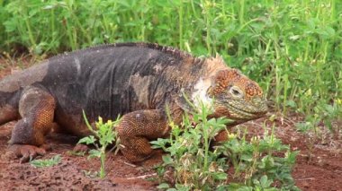 Galapagos arazi Kuzey Seymour adada, Galapagos Milli Parkı, Ekvator çiçek (Conolophus subcristatus), yemek Iguana