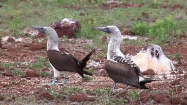 Mavi ayaklı Boobies Kuzey Seymour adada, Galapagos Milli Parkı, Ecuador (Sula nebouxii) çiftleşme