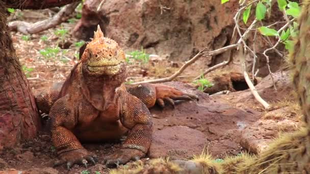 Galapagos föld Iguana (Conolophus subcristatus) a Észak Seymour-sziget, a Galapagos Nemzeti Park, Ecuador — Stock videók