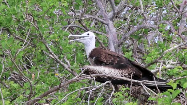 Baby prachtige fregatvogel (Fregata magnificens) zittend op een boom op North Seymour Island, Galapagos Nationaal Park, Ecuador — Stockvideo