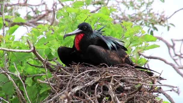 男性的宏伟只军舰 (军舰 magnificens) 在西摩岛北部、 厄瓜多尔加拉帕戈国家公园 — 图库视频影像