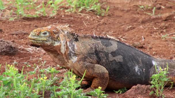 Galapagos landleguaan (Conolophus subcristatus), bloemen eten op North Seymour island, Galapagos Nationaal Park, Ecuador — Stockvideo