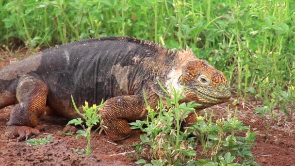 Iguana de la Tierra de Galápagos comiendo flores (Conolophus subcristatus), en Isla Seymour Norte, Parque Nacional Galápagos, Ecuador — Vídeos de Stock