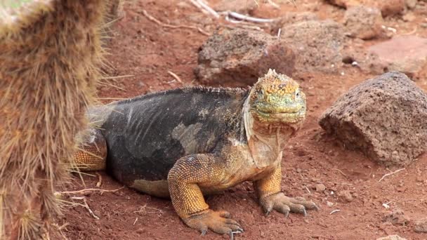 Galapagos föld Iguana (Conolophus subcristatus) a Észak Seymour-sziget, a Galapagos Nemzeti Park, Ecuador — Stock videók