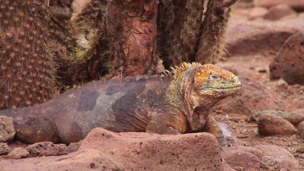 Галапагосская земля Игуана (Conolophus subcristatus) на острове Северный Сеймур, Галапагосский национальный парк, Эквадор — стоковое видео