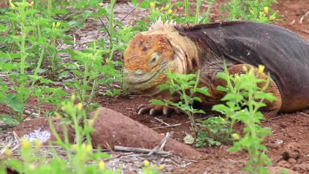 Galapagos arazi Kuzey Seymour adada, Galapagos Milli Parkı, Ekvator çiçek (Conolophus subcristatus), yemek Iguana — Stok video