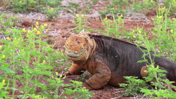 Iguana de la Tierra de Galápagos comiendo flores (Conolophus subcristatus), en Isla Seymour Norte, Parque Nacional Galápagos, Ecuador — Vídeo de stock