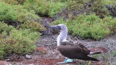 Mavi paçalı sümsük (Sula nebouxii) Kuzey Seymour Adası Galapagos Milli Parkı, Ecuador