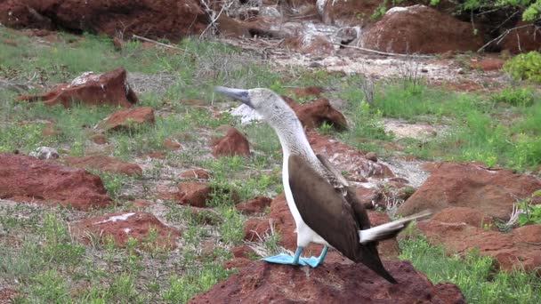 Blaufußtölpel (sula nebouxii) auf der Nordseymour-Insel, Galapagos-Nationalpark, Ecuador — Stockvideo