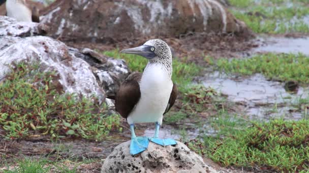 Booby à pieds bleus (Sula nebouxii) sur l'île de Seymour Nord, parc national des Galapagos, Équateur — Video