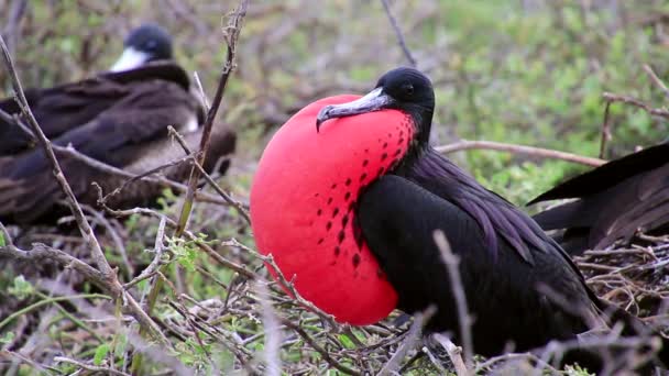 Macho Magnífico Frigatebird (Fregata magnificens) con saco gular inflado en Isla Seymour Norte, Parque Nacional Galápagos, Ecuador — Vídeo de stock