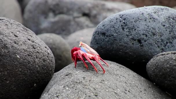 莎莉莱特富特蟹 (前爪前爪) 厄瓜多尔加拉帕戈国家公园北部西摩岛上 — 图库视频影像