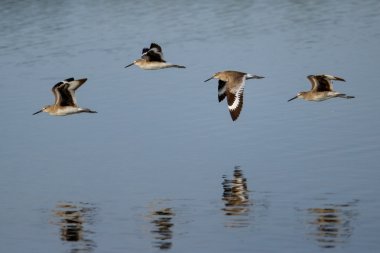 Uçan willets (Tringa semipalmata)
