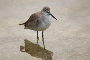 Willet (Tringa semipalmata)