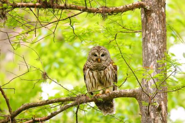 Çizgili baykuş (Strix varia) bir ağaçta oturuyor
