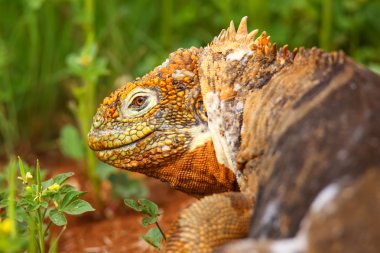 Galapagos arazi Iguana Adası Kuzey Seymour Galapagos Nationa
