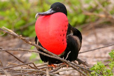 Kuzey se şişirilmiş dikdörtgen sac ile erkek muhteşem Frigatebird