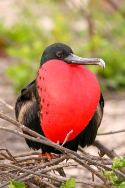 Kuzey se şişirilmiş dikdörtgen sac ile erkek muhteşem Frigatebird