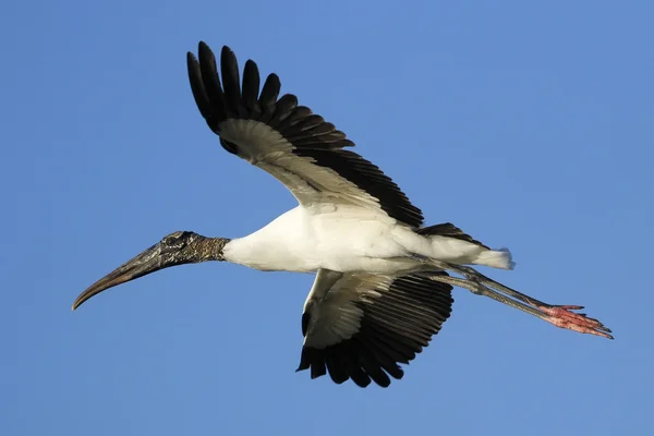 Wood stork flying in blue sky — Stock Photo, Image