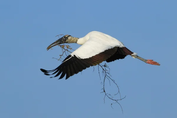 Cicogna di legno che vola con materiale di nidificazione — Foto Stock