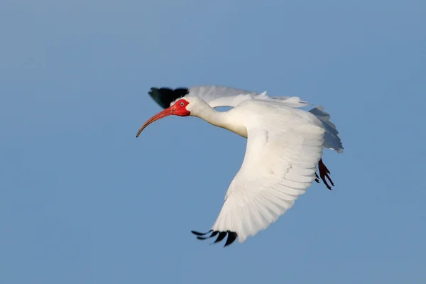 White Ibis flying in blue sky — Stock Photo, Image