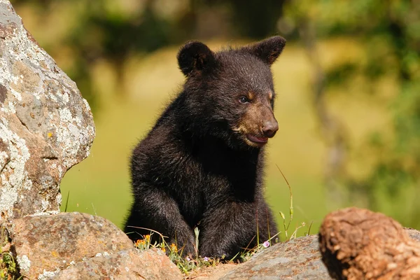 Bebé oso negro americano — Foto de Stock