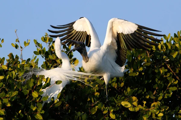 Grande Egret e Legno cicogna lotta — Foto Stock