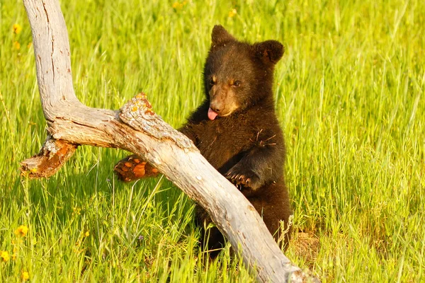 Baba fekete medve — Stock Fotó