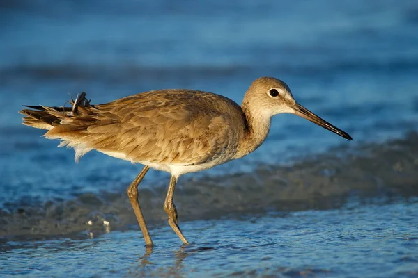 Willet (Tringa semipalmata) — Stockfoto