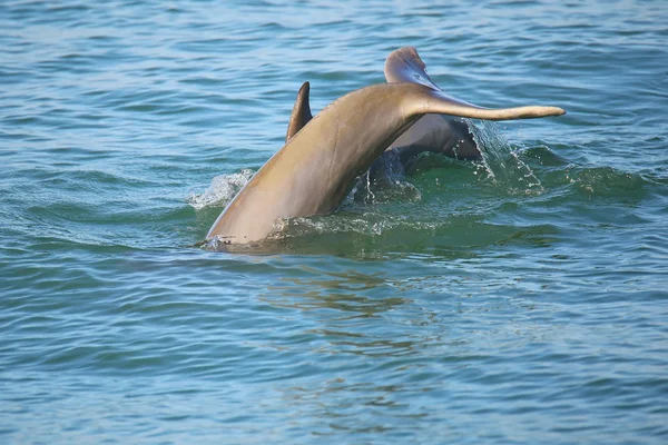 Tail of diving Common bottlenose dolphin — Stock Photo, Image