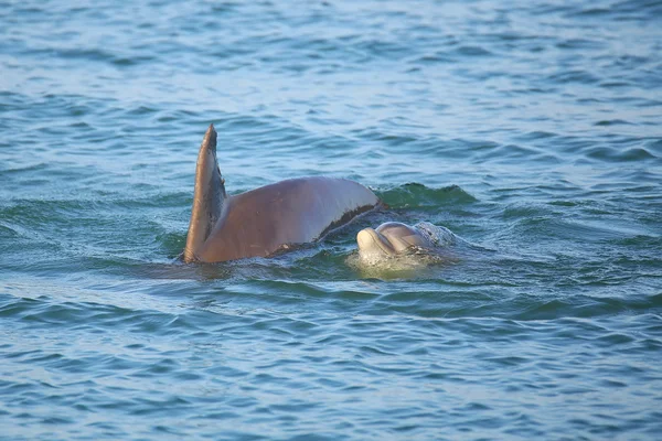 Mother and baby Common bottlenose dolphins swimming — Stock Photo, Image