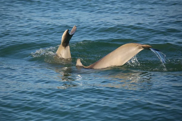 Colas de buceo Delfines nariz de botella comunes — Foto de Stock