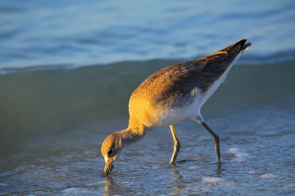 Willet (Tringa semipalmatus) — Fotografia de Stock