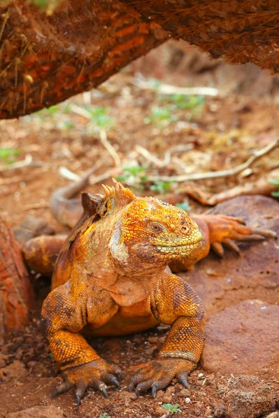 Na wyspie North Seymour, Galapagos Nationa Legwan galapagoski — Zdjęcie stockowe