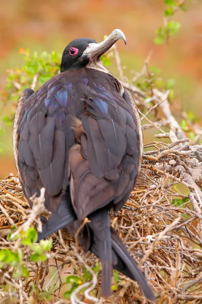 Mujer Magnificent Frigatebird on North Seymour Island, Galapago — Foto de Stock