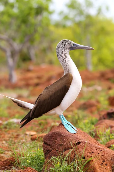 Modrá footed nastražená na Severním ostrově Seymour, Galapagos národní Pa — Stock fotografie