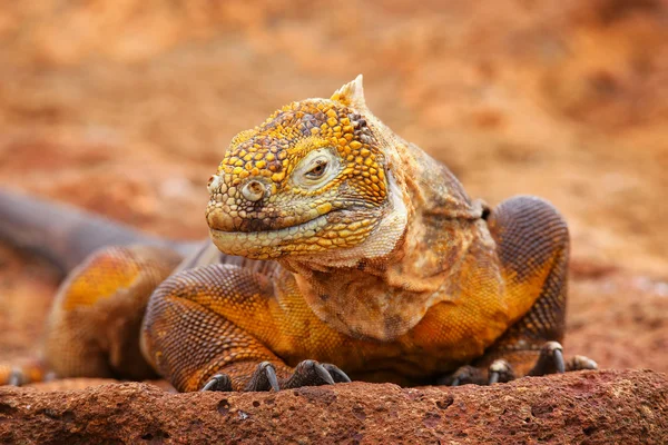 Galapagos Land Iguana på North Seymour ön, Galapagos Nationa — Stockfoto