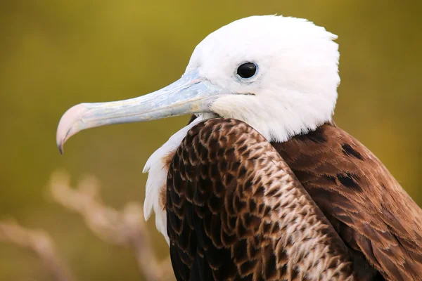 Portrait eines prächtigen Fregattvogels auf der Nordseymour-Insel — Stockfoto