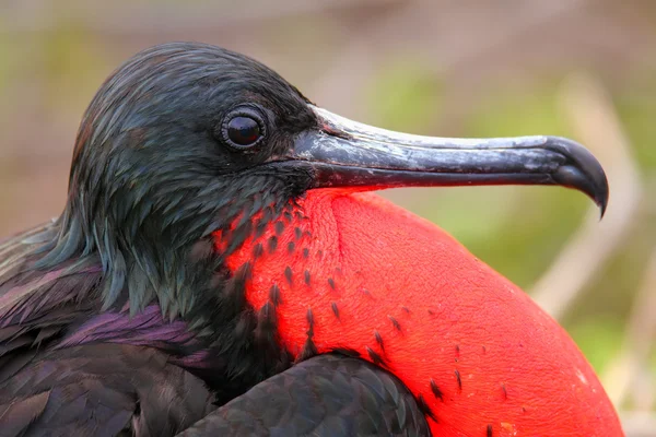 Männlicher Prachtfregattvogel mit aufgeblasenem eckigen Sack auf Nordsee — Stockfoto