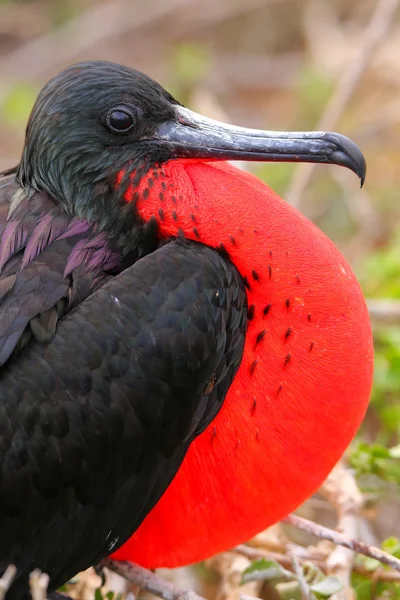 Uccello di Frigatebird Magnifico maschio con sacco gulare gonfiato su Nord Se — Foto Stock