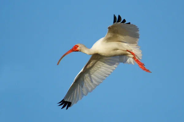 Vit Ibis flyger i blå himmel — Stockfoto