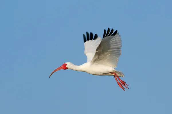 Белые ибисы, летящие в голубом небе — стоковое фото
