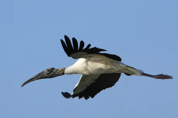 Cicogna di legno che vola nel cielo blu — Foto Stock
