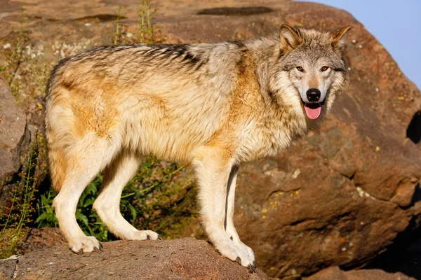 Lobo cinzento (Canis lupus) — Fotografia de Stock