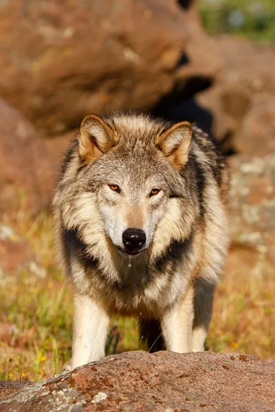 Šedý vlk (Canis lupus) — Stock fotografie