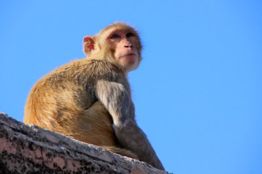 Jaipur, Rajasthan, Galta Tapınağı yakınında oturan rhesus makak ben