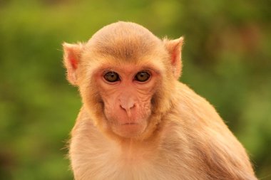Rhesus Makakka Portresi (Macaca Mulatta)
