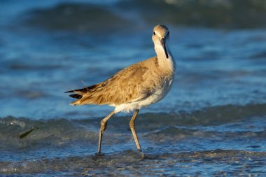 Willet (Tringa semipalmata)