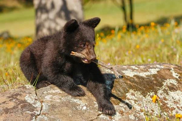 Bebê urso negro americano — Fotografia de Stock