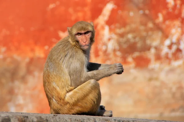 Rhesus macaque sentado en una pared en Jaipur, Rajastán, India — Foto de Stock
